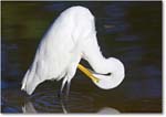 GreatEgret_ChincoNWR_2004Oct_Y2F2160 copy