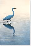 GreatEgret_ChincoNWR_2017Jun_4DXA7427 copy