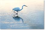 GreatEgret_ChincoNWR_2017Jun_4DXA7432 copy