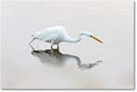 GreatEgret_ChincoNWR_2017Jun_4DXA7441 copy