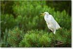 GreatEgret_ChincoteagueNWR_2019Jun_4DXB6566 copy