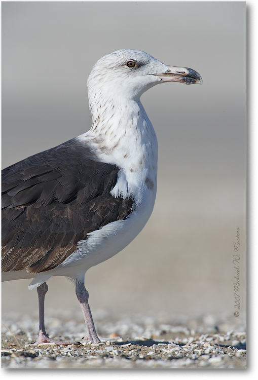 Black-Backed-Gull-E0K2550