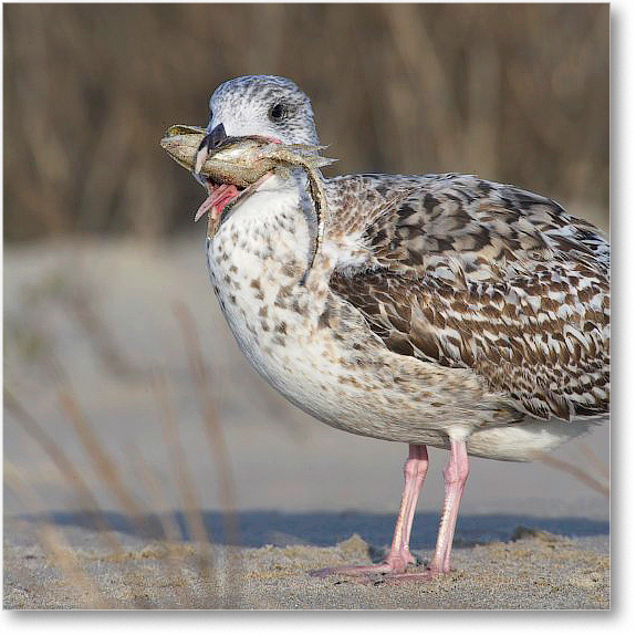BlackbackGullJuv_Assateague_2006Nov_E0K9293