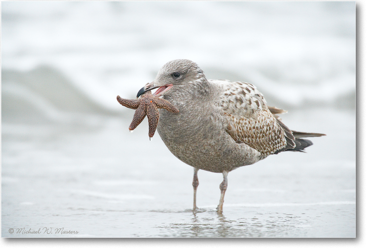 Gull-with-Starfish_E0K0996