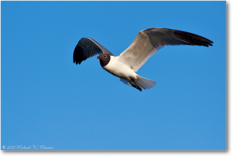 GullLaughing_ChincoteagueVA_June2010_D4A0724