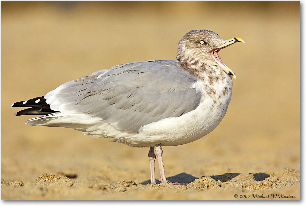 HerringGull_Assateague-wll_2005Oct_Y2F5481 copy