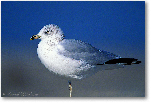 Ring Bill Gull 006-10H V1 02-11