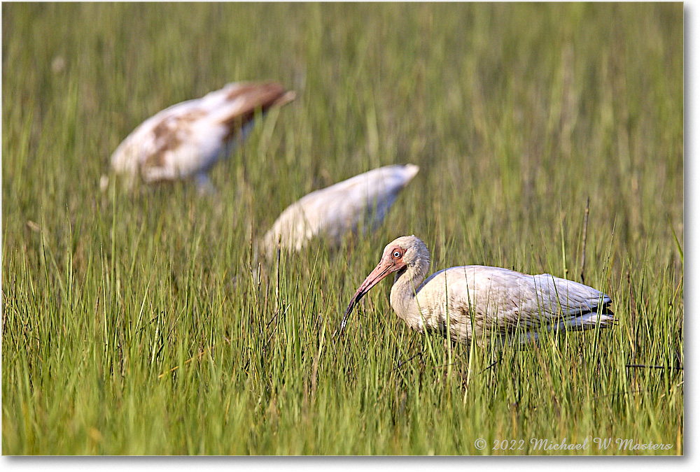 WhiteIbis_ChincoNWR_2022Jun_R5B09194 copy