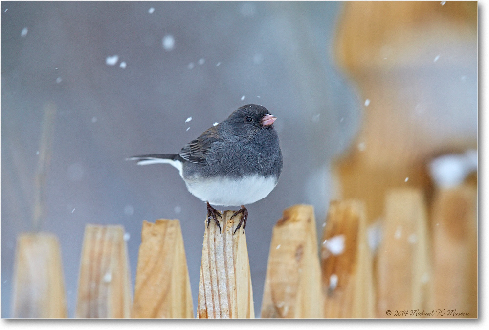 JuncoDarkEyed-Virginia-2014Mar-1DXA0034