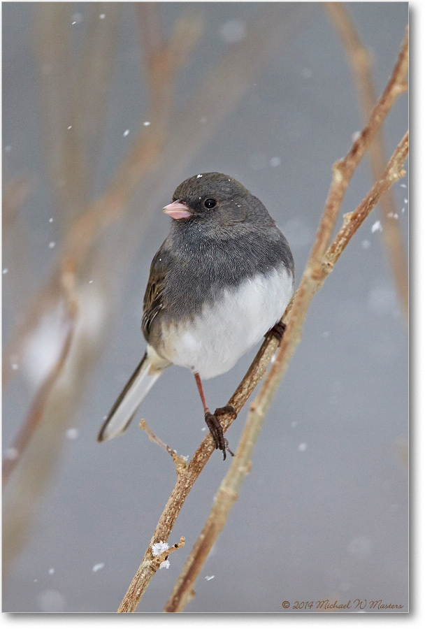 JuncoDarkEyed-Virginia-2014Mar-1DXA0064