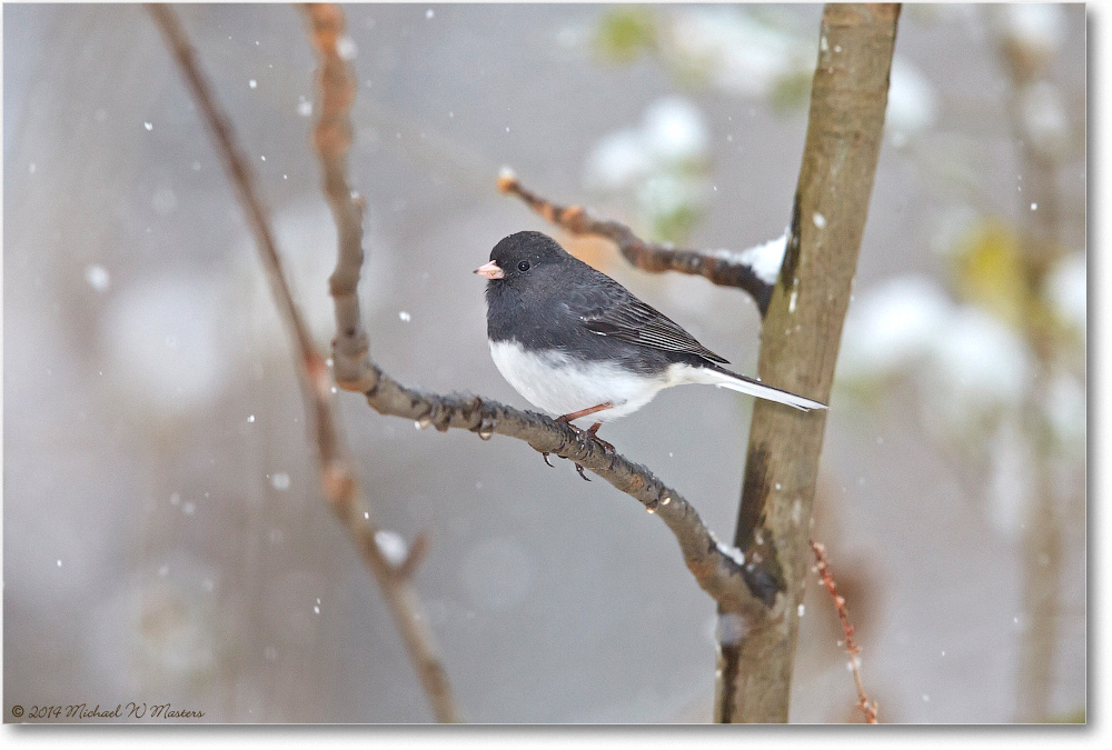 JuncoDarkEyed-Virginia-2014Mar-1DXA0072