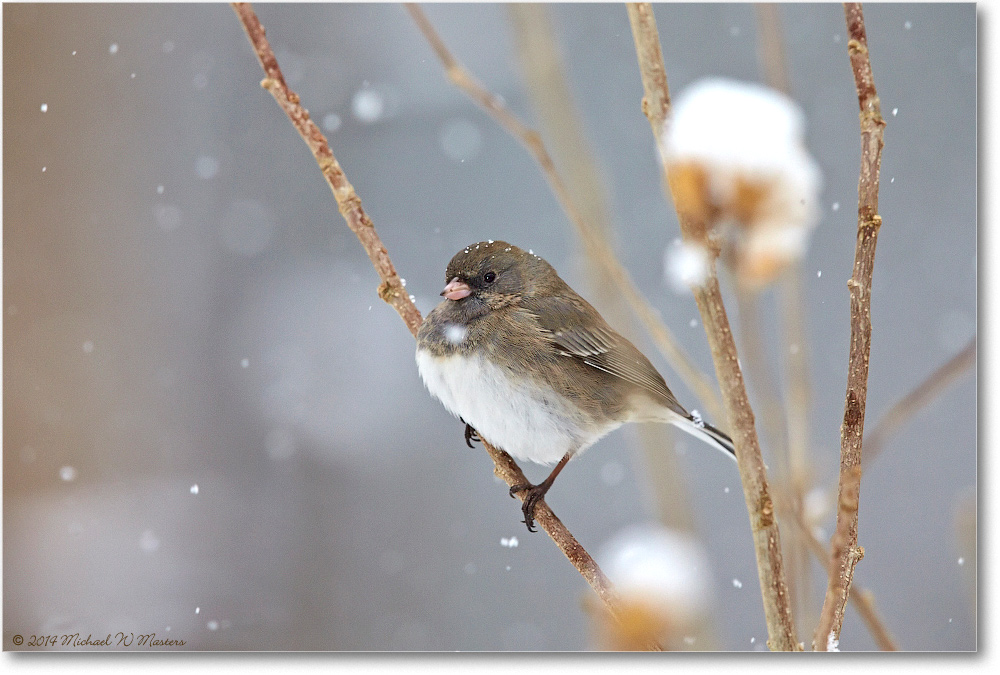 JuncoDarkEyed-Virginia-2014Mar-1DXA0085
