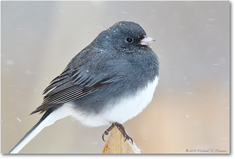 JuncoDarkEyed-Virginia-2014Mar_D5A1357