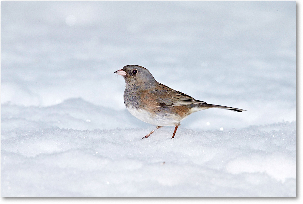 JuncoDarkEyed-Virginia-2015Feb-1DXA1239