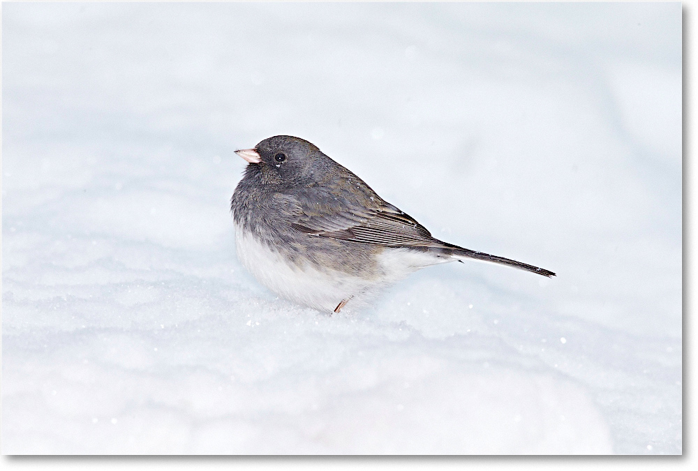 JuncoDarkEyed-Virginia-2015Feb-1DXA1395