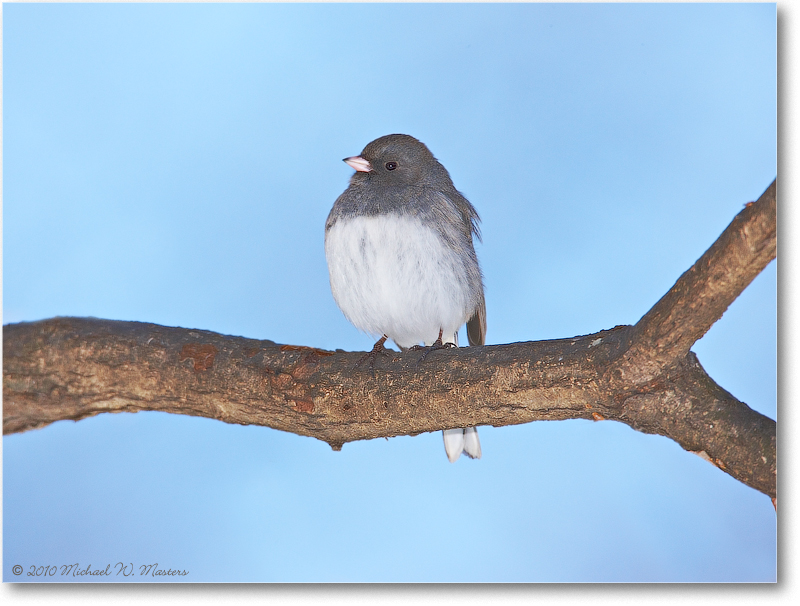 JuncoDarkEyed_Virginia_2010Feb_S3A0929
