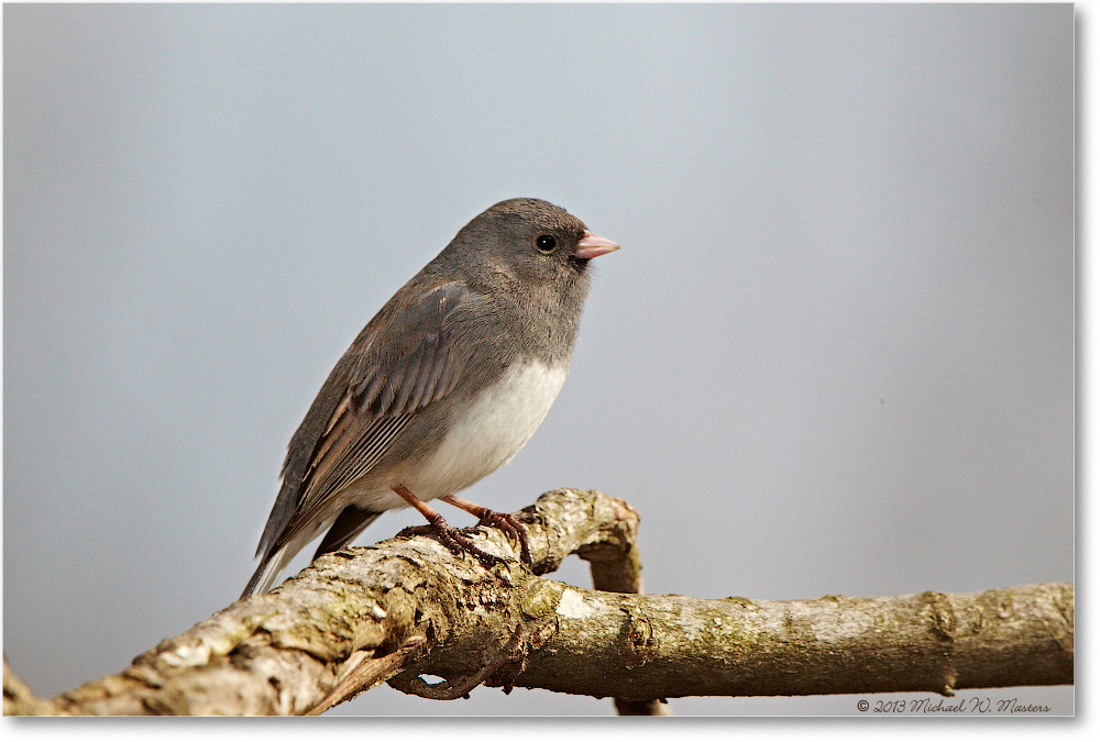 JuncoDarkEyed_Virginia_2013Mar_D5A0264