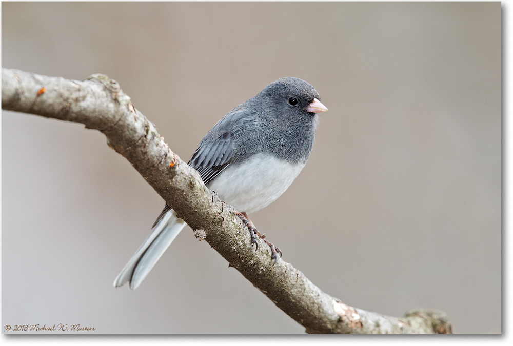 JuncoDarkEyed_Virginia_2013Mar_D5A0272