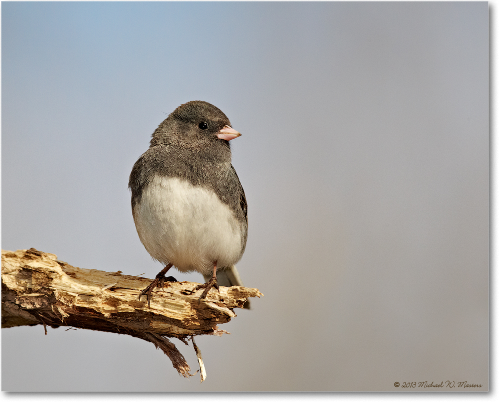 JuncoDarkEyed_Virginia_2013Mar_D5A0296