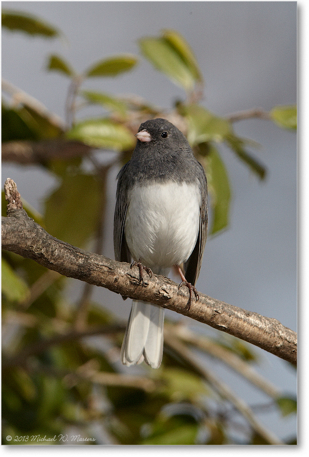 JuncoDarkEyed_Virginia_2013Mar_D5A0412
