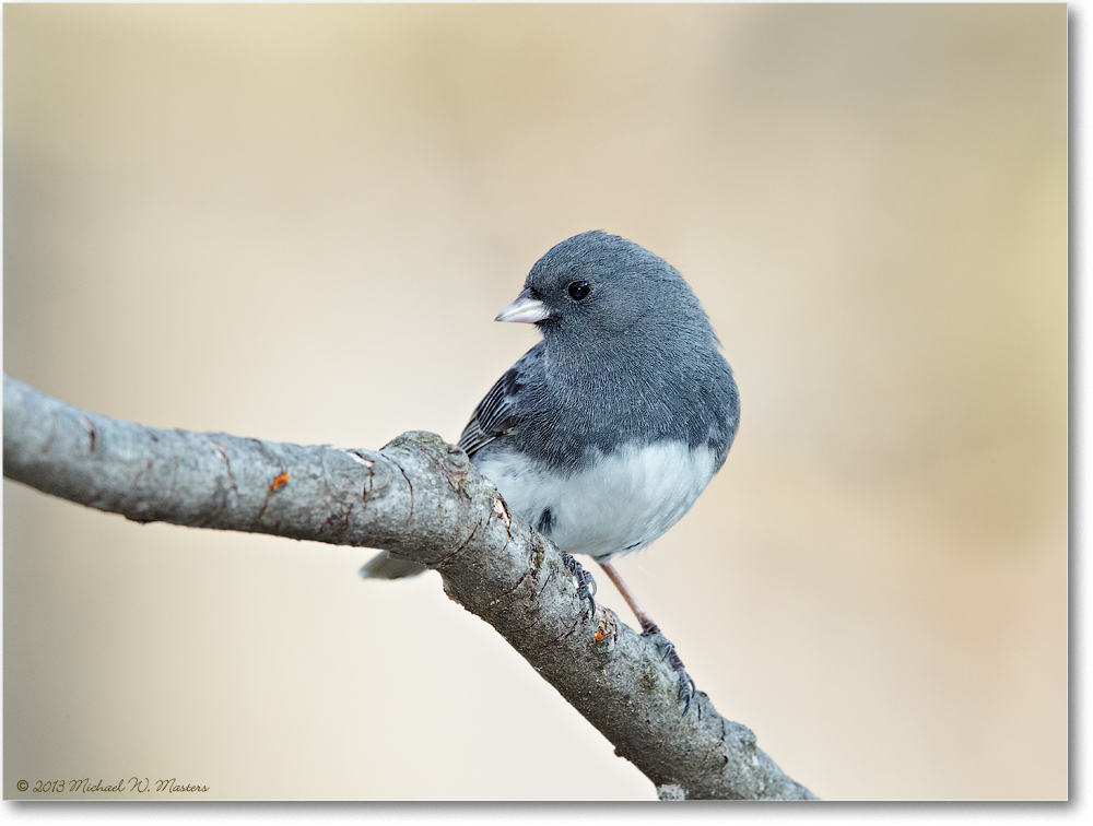 JuncoDarkEyed_Virginia_2013Mar_D5A0499