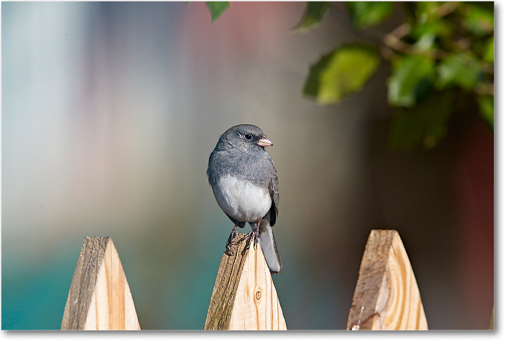 JuncoDarkEyed_Virginia_2015April_1DXA1711 copy