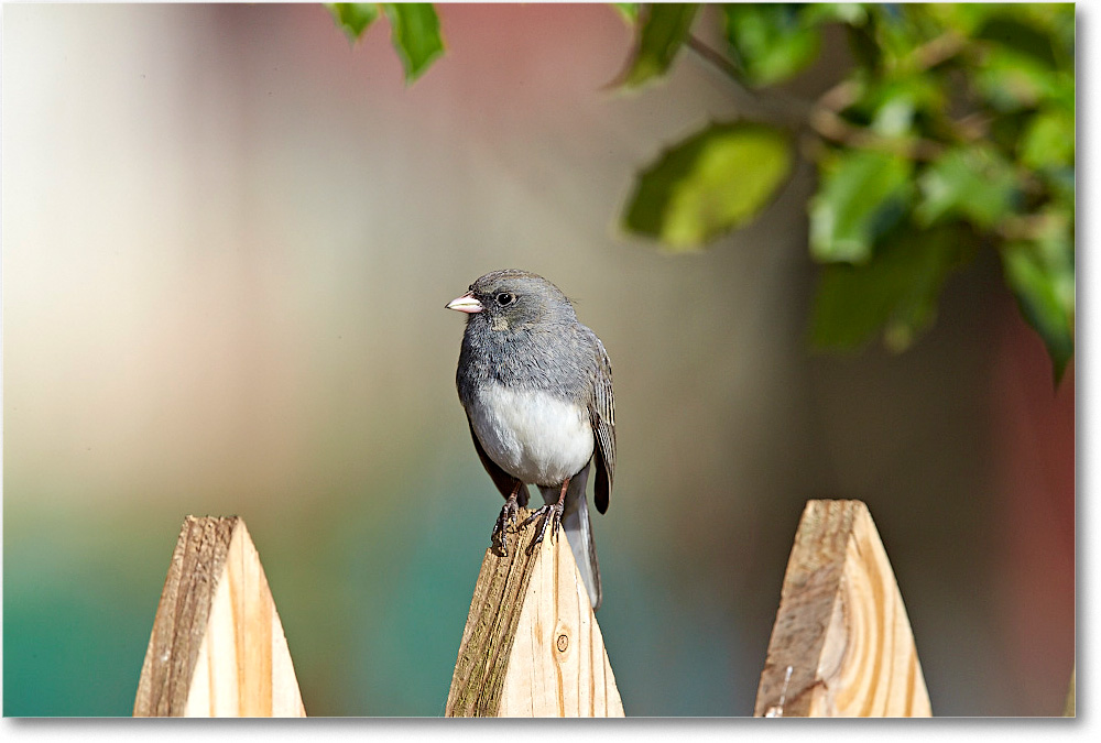 JuncoDarkEyed_Virginia_2015April_1DXA1715 copy