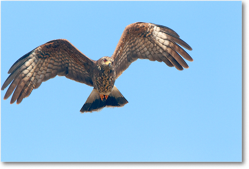 Kite-CentralFL-2011Feb_D4A3416 copy