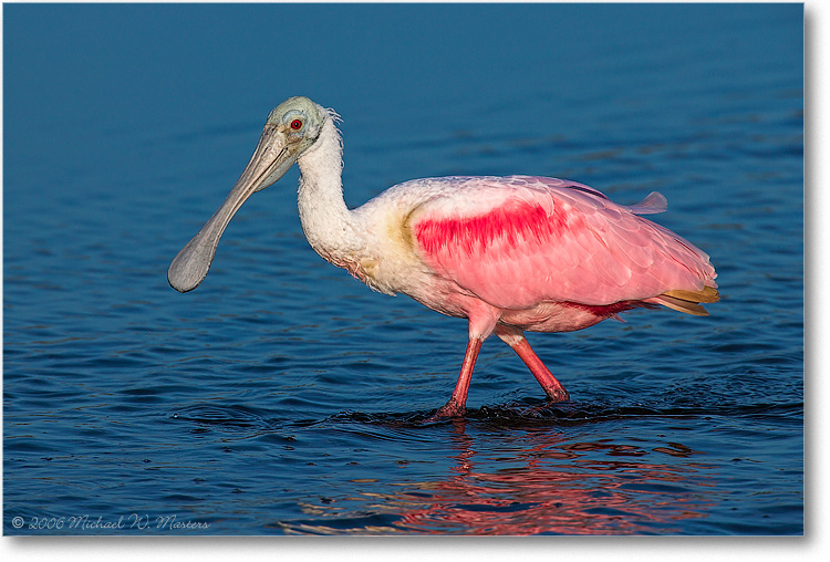 Roseate-Spoonbill-E0K6083