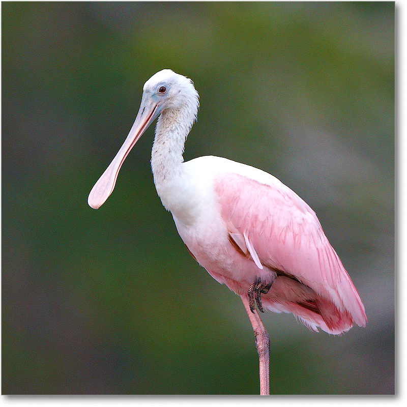 RoseateSpoonbill-MerrittNWR-2011Feb_S3A4746