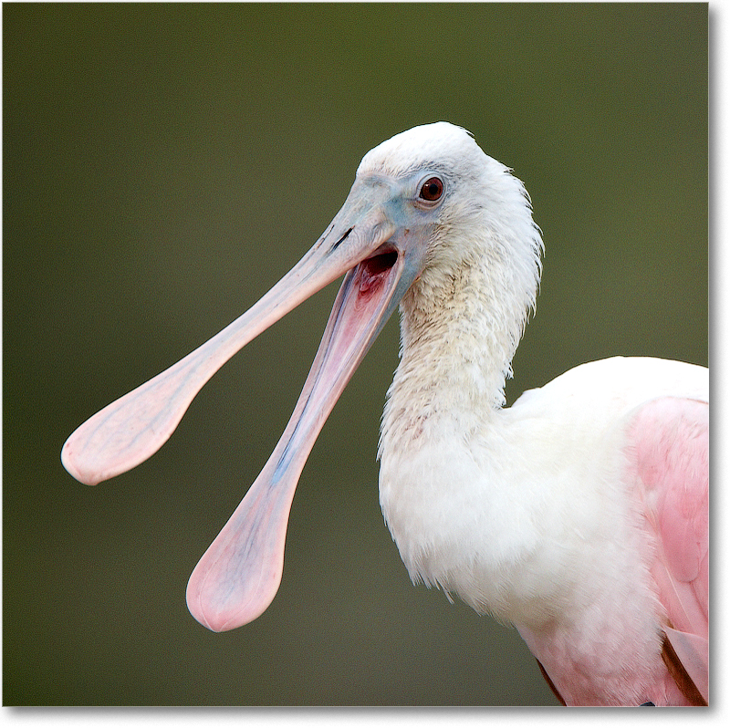 RoseateSpoonbill-MerrittNWR-2011Feb_S3A4778
