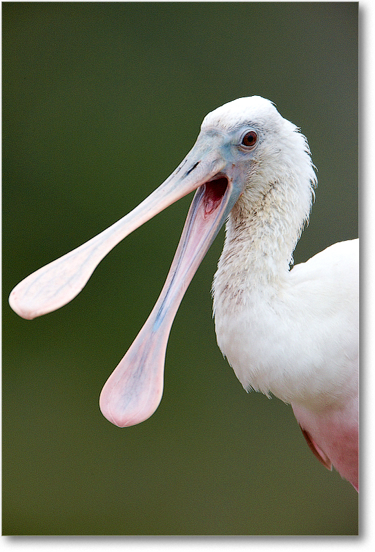 RoseateSpoonbill-MerrittNWR-2011Feb_S3A4803