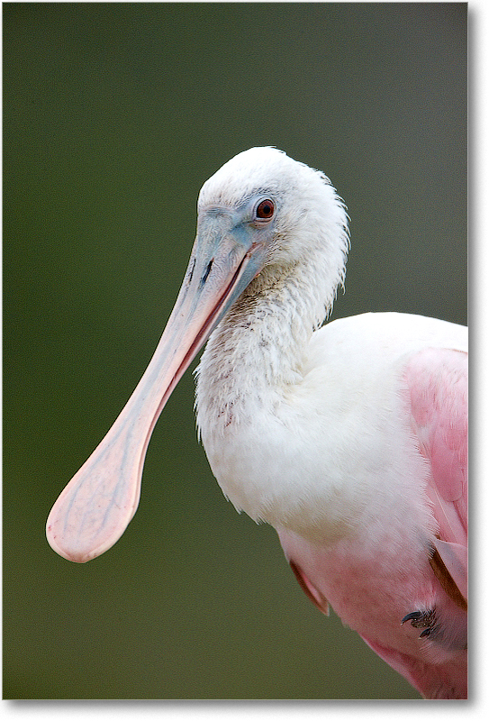 RoseateSpoonbill-MerrittNWR-2011Feb_S3A4820