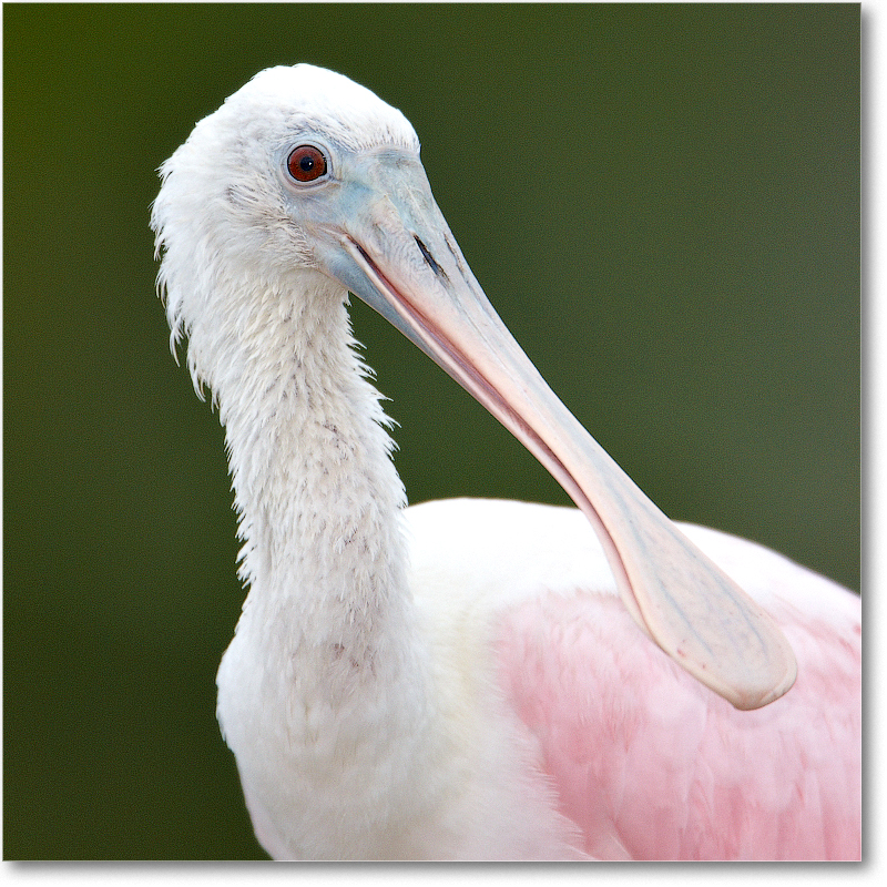 RoseateSpoonbill-MerrittNWR-2011Feb_S3A4848