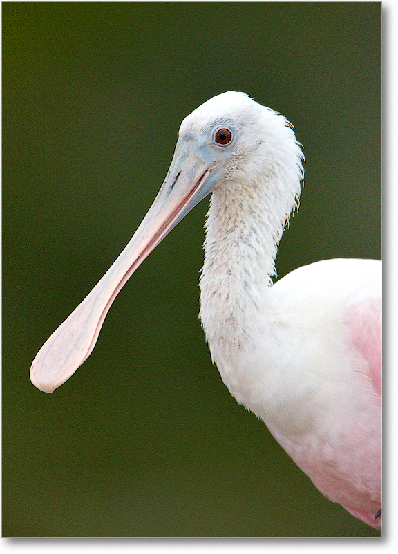 RoseateSpoonbill-MerrittNWR-2011Feb_S3A4861