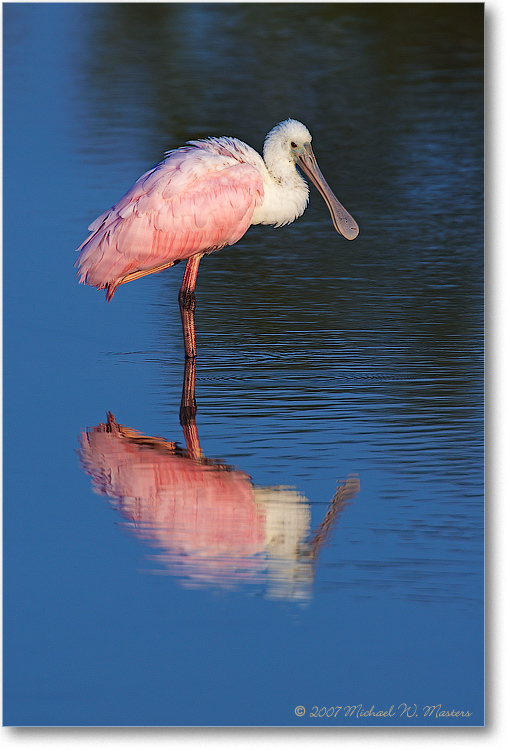 RoseateSpoonbill_DingDarlingFL_08Jan_1Ds2_E0K7450