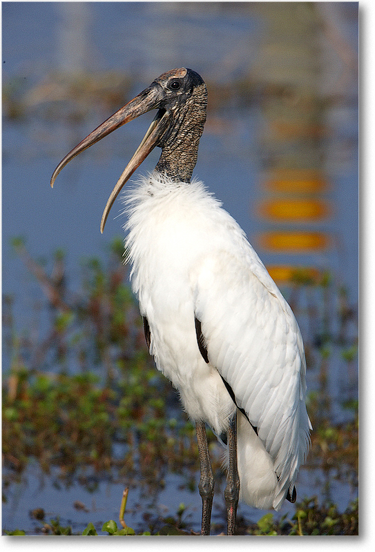 WoodStork-JoeOverstreetRdFL-2011Feb_S3A6371 copy