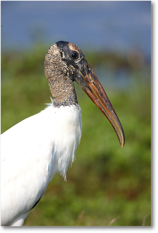 WoodStork-JoeOverstreetRdFL-2011Feb_S3A6733
