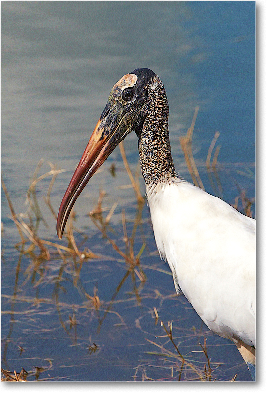 WoodStork-VieraWetlandsFL-2011Feb_D4A1688
