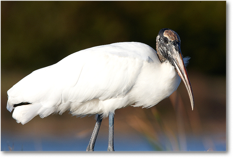 WoodStork-VieraWetlandsFL-2011Feb_S3A5878