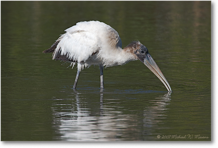WoodStork2ndYear_DingDarlingFL_08Jan_1Ds2_E0K8484