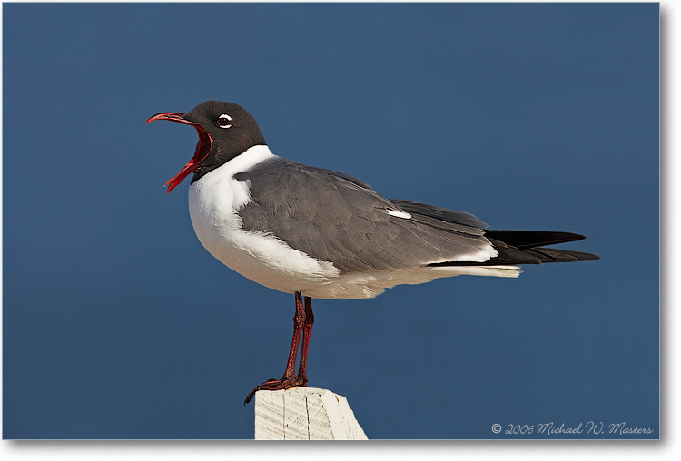 Laughing-Gull-E0K9485 (PerchRepair)