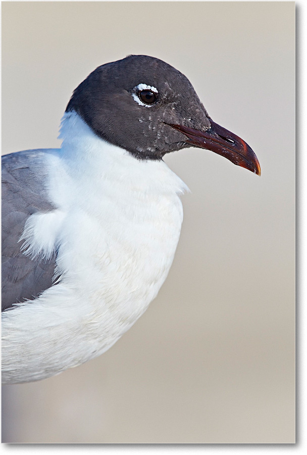 LaughingGull_ChincoNWR_2015June_2DXA6570 copy