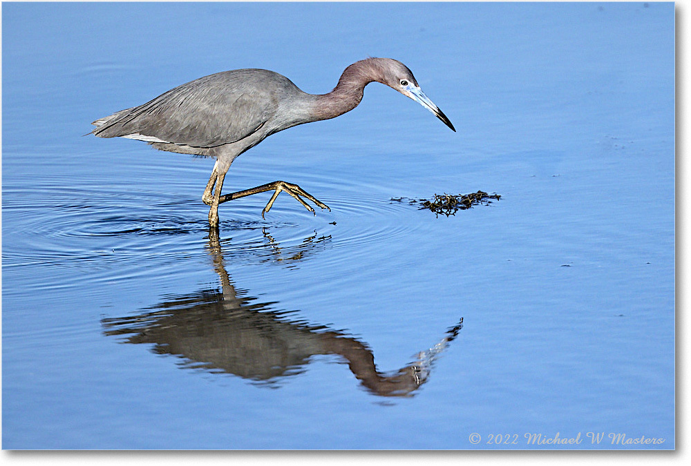 LittleBlueHeron_ChincoNWR_2022Jun_R5A08890 copy