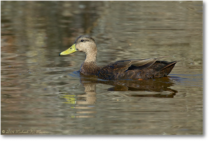 BlackDuckFemale_ChincoNWR_2004Oct1FFT6006 (Cleanup)