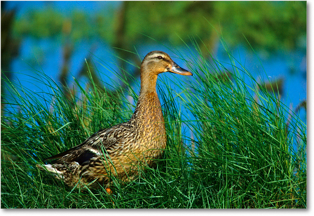 Mallard&Ducklings_ChincoNWR-WLL_2000Jun_K04 copy