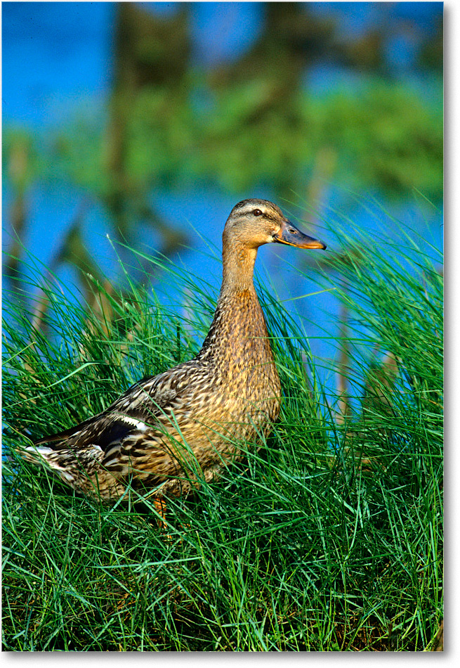 Mallard&Ducklings_ChincoNWR-WLL_2000Jun_K15 copy