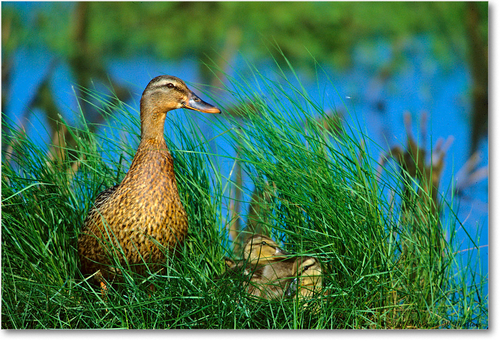 Mallard&Ducklings_ChincoNWR-WLL_2000Jun_K20 copy