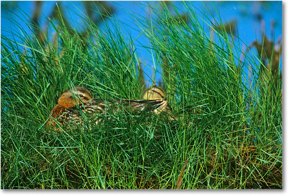 Mallard&Ducklings_ChincoNWR-WLL_2000Jun_K25 copy