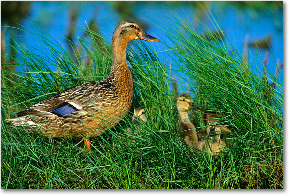Mallard&Ducklings_ChincoNWR-WLL_2000Jun_K25b copy